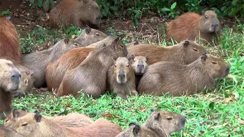 À quel point connaissez-vous le capybara ? 