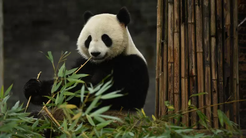 Combien en savez-vous sur les pandas ?