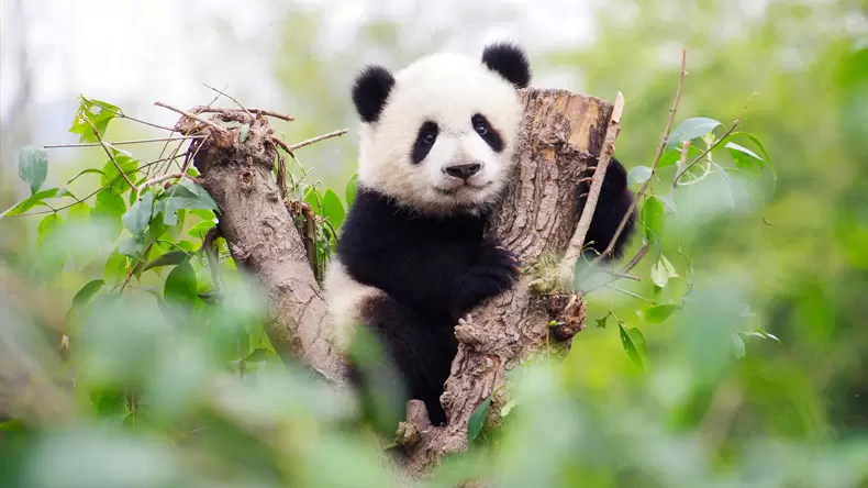 Combien en savez-vous sur les pandas ?