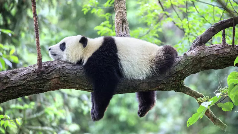 Combien en savez-vous sur les pandas ?